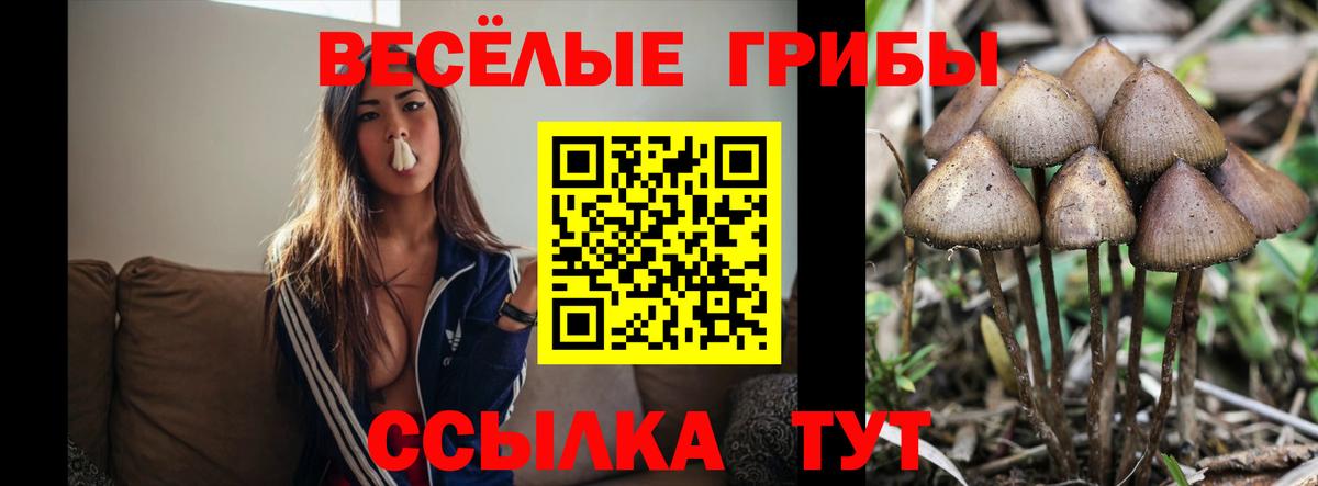 Галлюциногенные грибы Magic Shrooms  Вход с VPN  Донской  Псилоцибиновые грибы MAGIC MUSHROOMS 